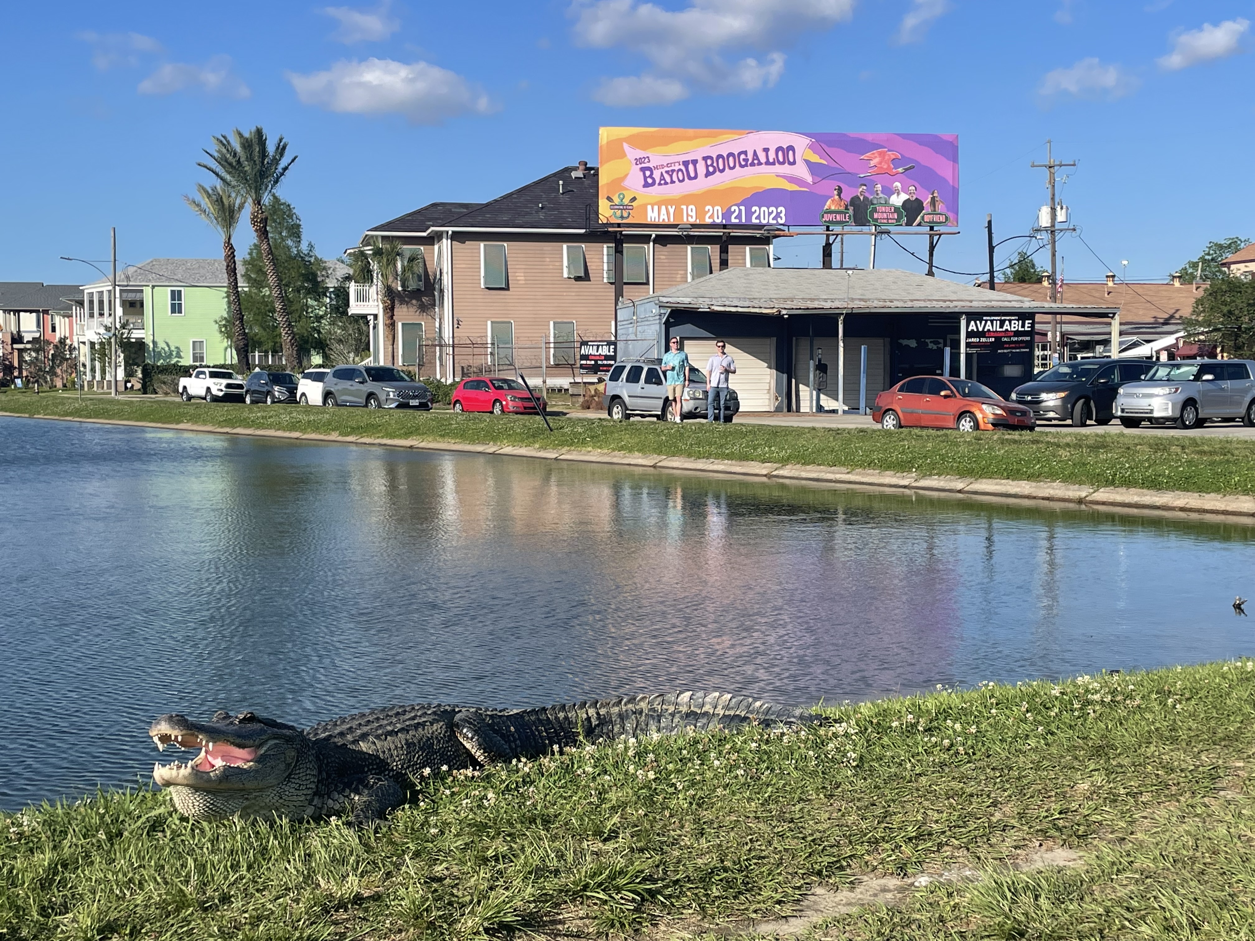 An alligator suns on the grassy bank of Bayou St. John in New Orleans, with a Bayou Boogaloo festival billboard and neighborhood homes across the water