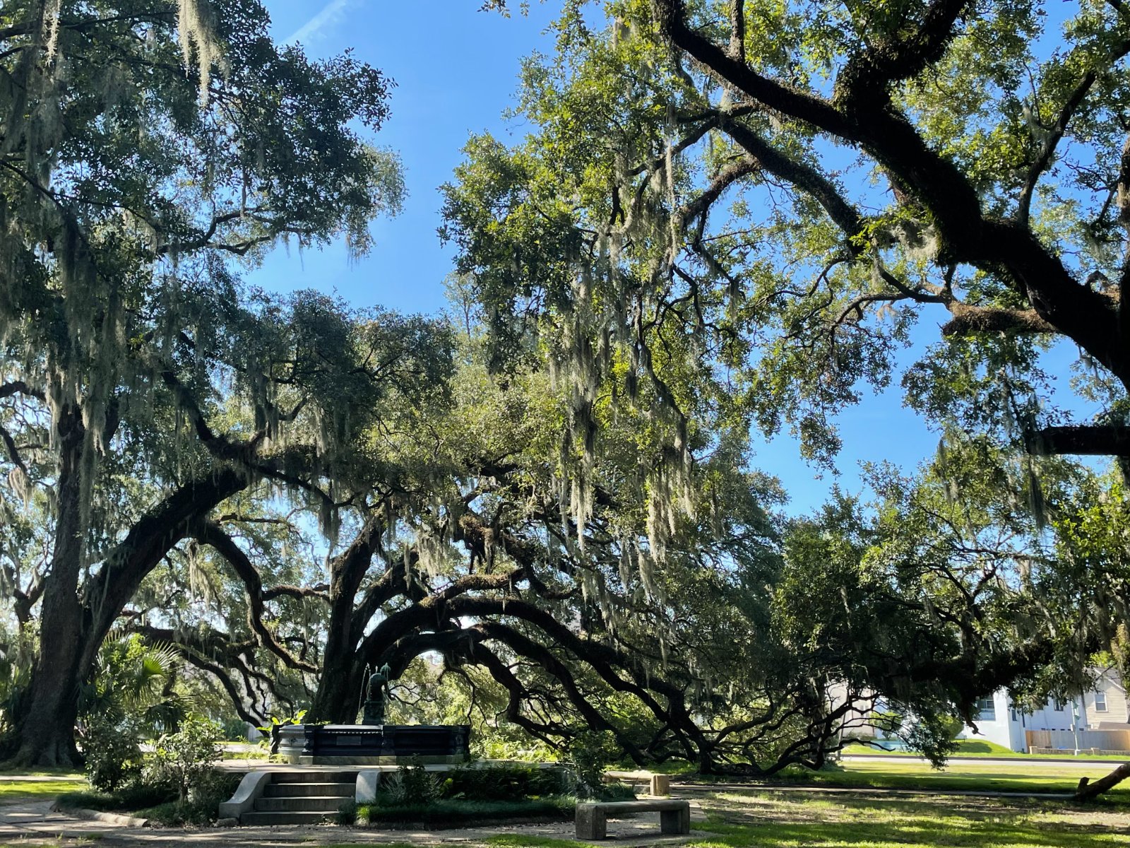 Sprawling live oaks draped in Spanish moss arching over a fountain and bench in City Park, New Orleans
