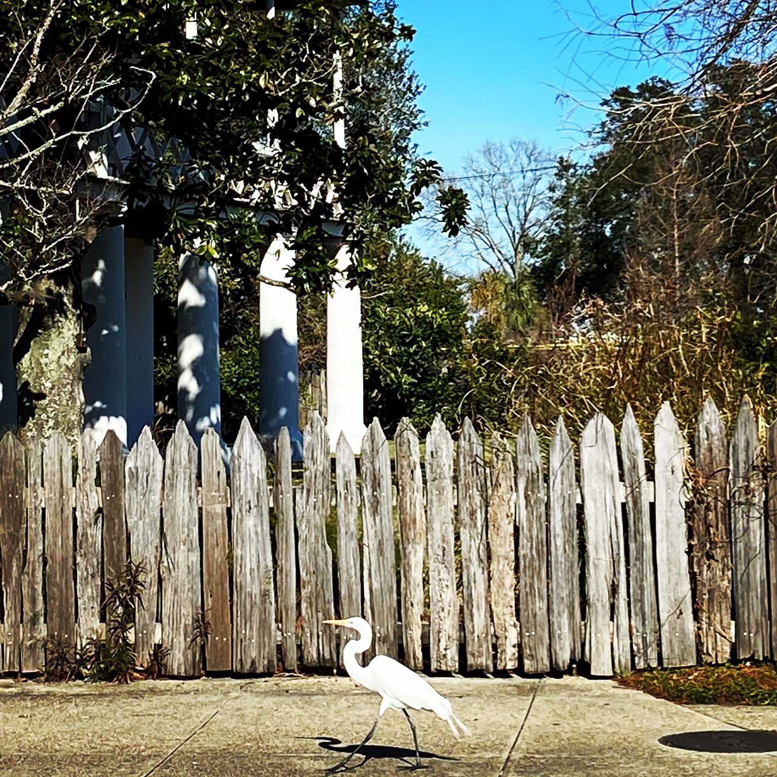 A great white egret strolling along the sidewalk past a weathered wooden picket fence and a columned home in Bayou St. John, New Orleans